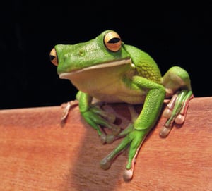 This is the Avatar Image for the frog AI Voice and Text to Speech Generator